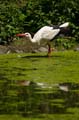 Weißstorch, Ciconia ciconia 032